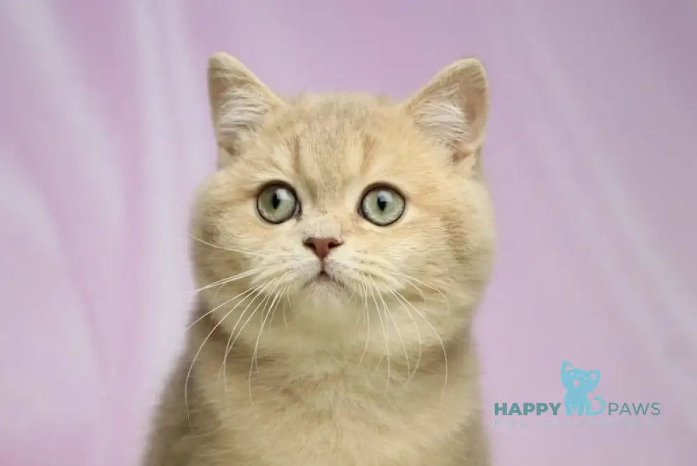 Umik British Shorthair male lilac golden shaded live animals