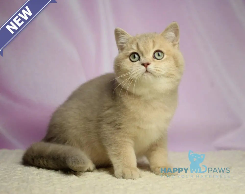 Umik British Shorthair male lilac golden shaded live animals