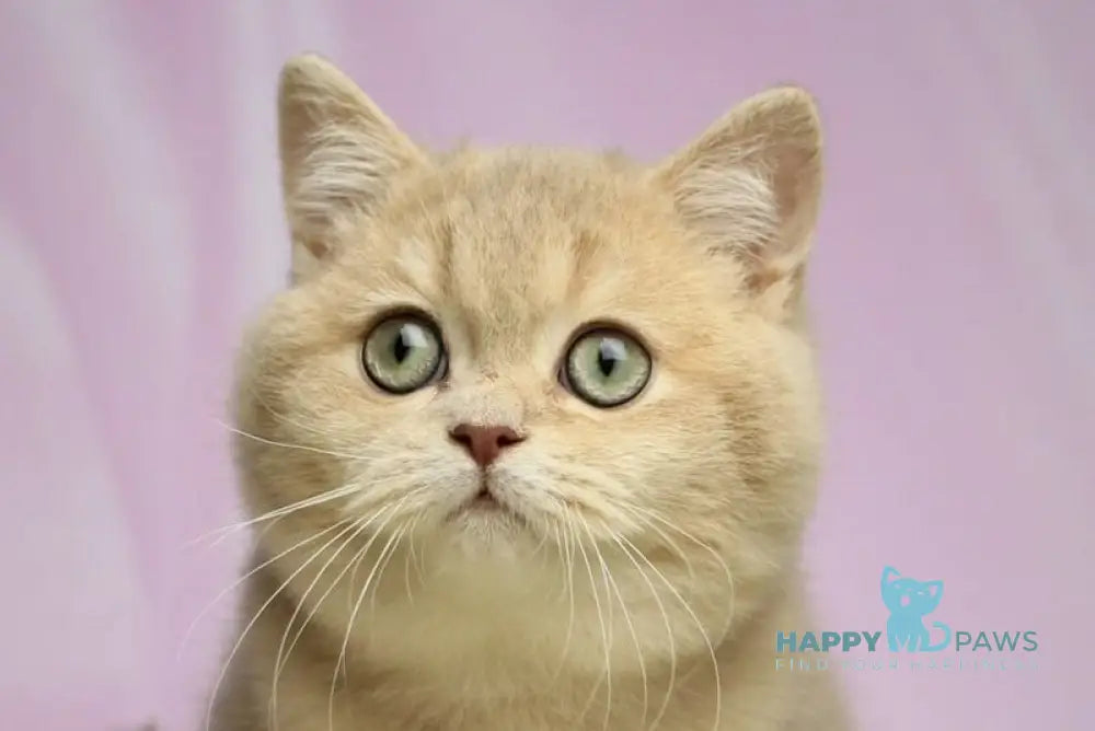 Umik British Shorthair male lilac golden shaded live animals