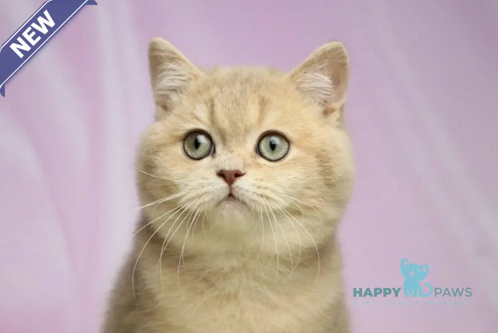 Umik British Shorthair male lilac golden shaded live animals