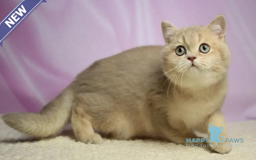 Umik British Shorthair male lilac golden shaded live animals