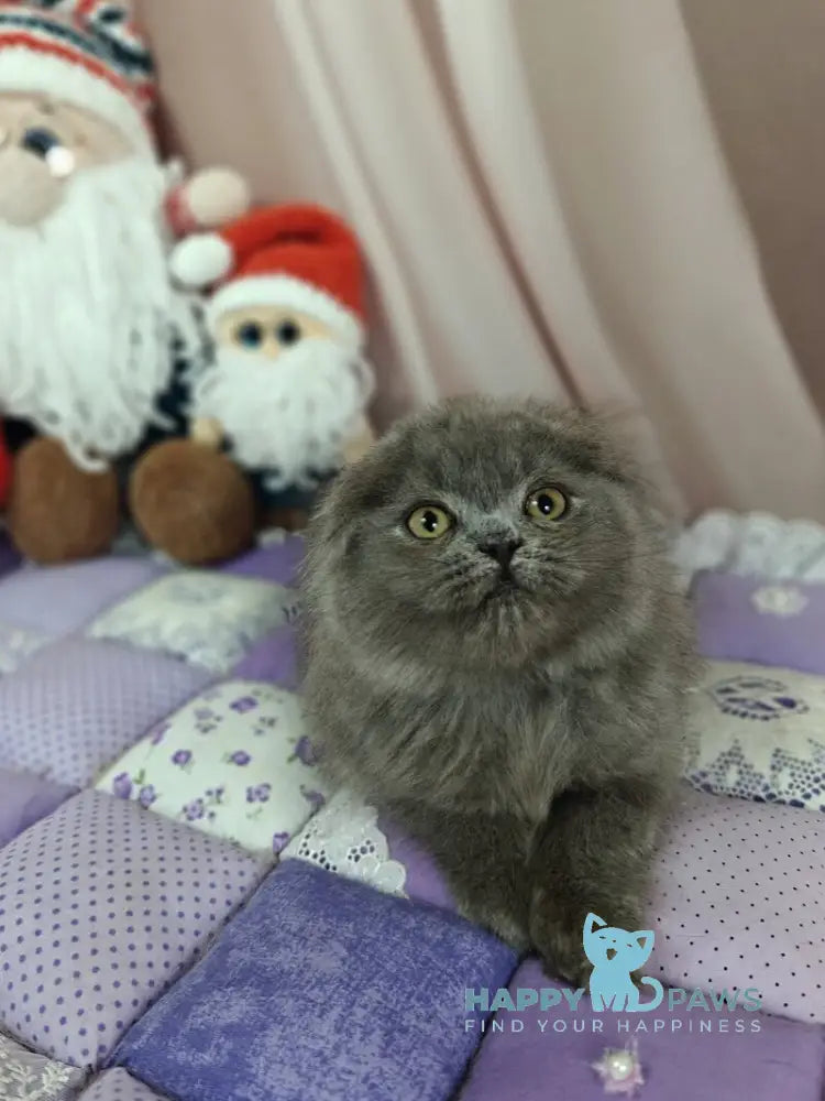 Umik Scottish Fold male blue live animals