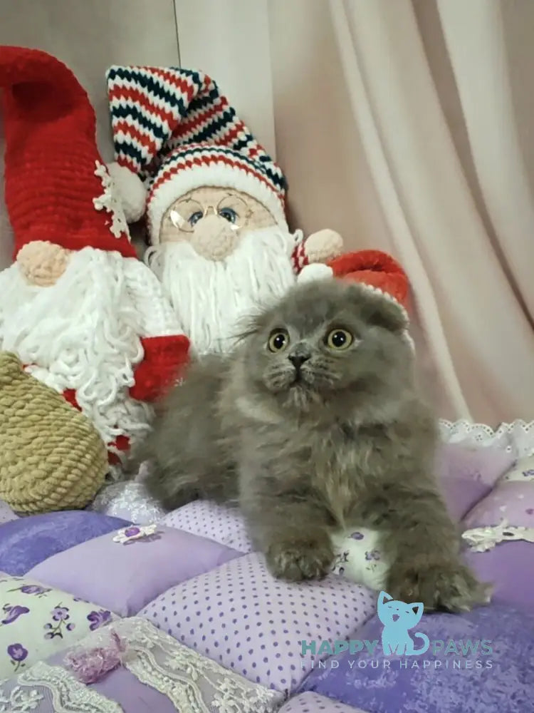 Umik Scottish Fold male blue live animals