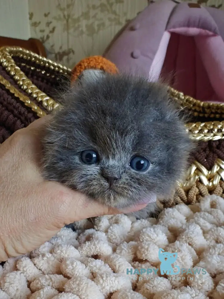 Umik Scottish Fold male blue live animals