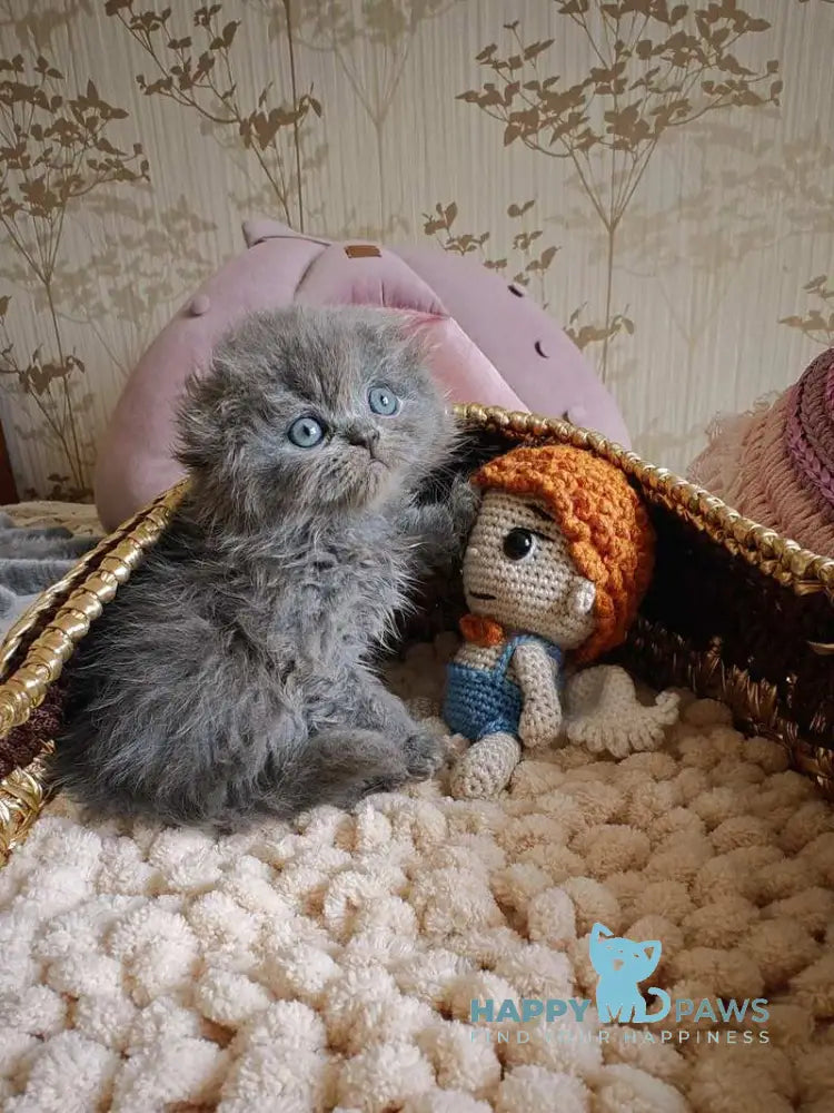 Umik Scottish Fold male blue live animals