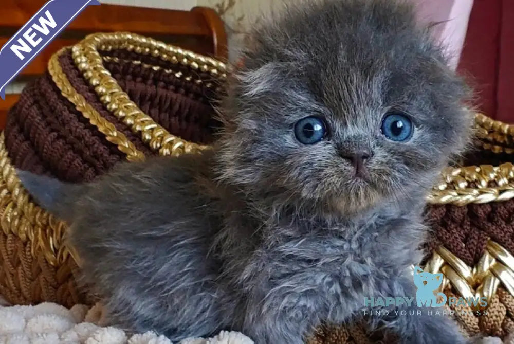Umik Scottish Fold male blue live animals