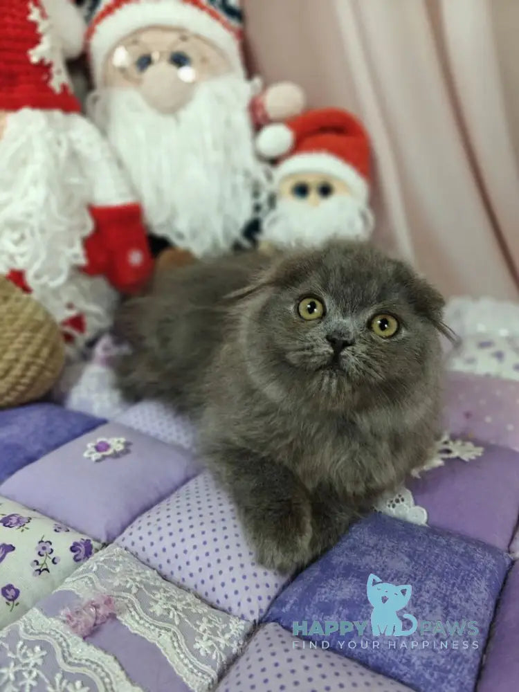 Umik Scottish Fold male blue live animals