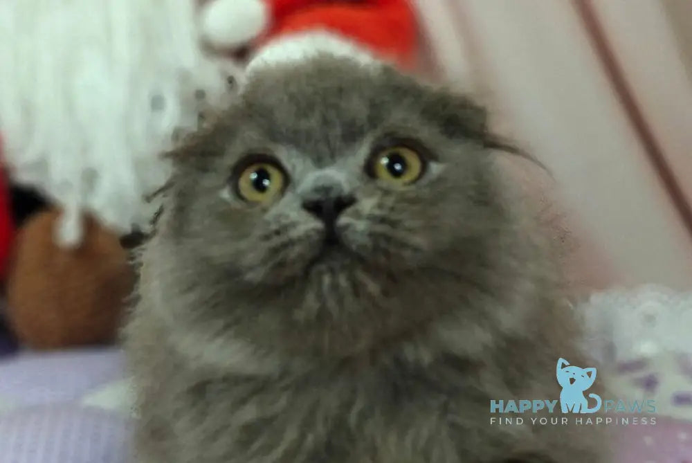 Umik Scottish Fold male blue live animals