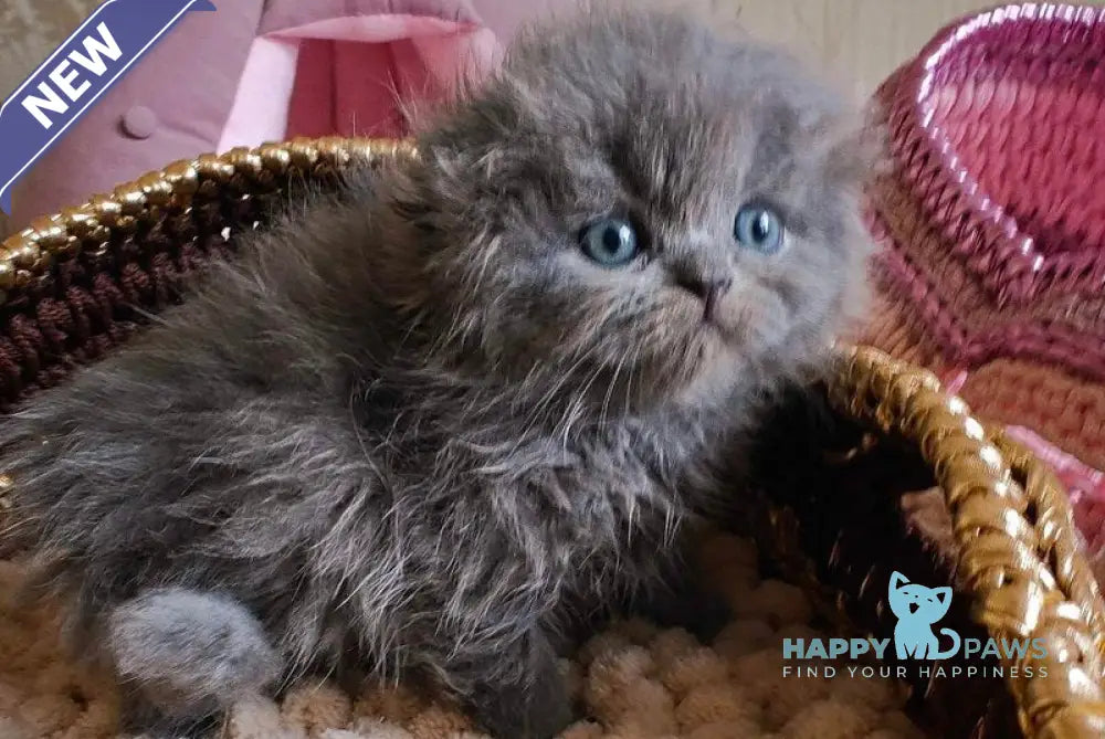 Umik Scottish Fold male blue live animals