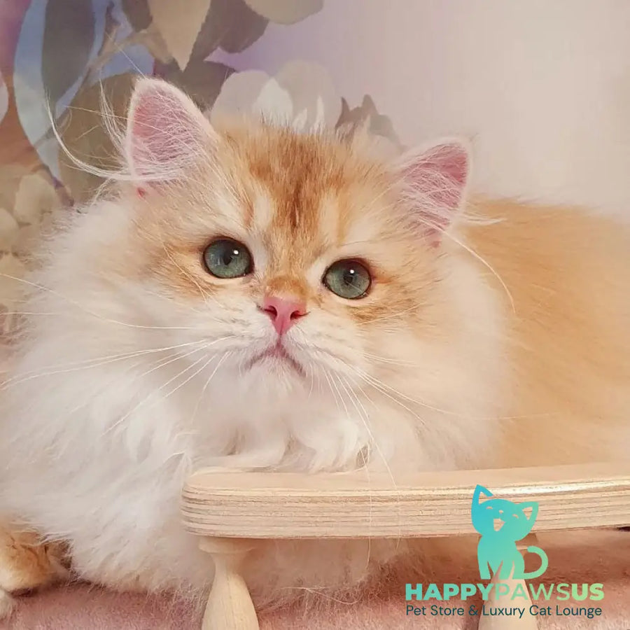 Umka British Longhair male chocolate golden chinchilla - live animals