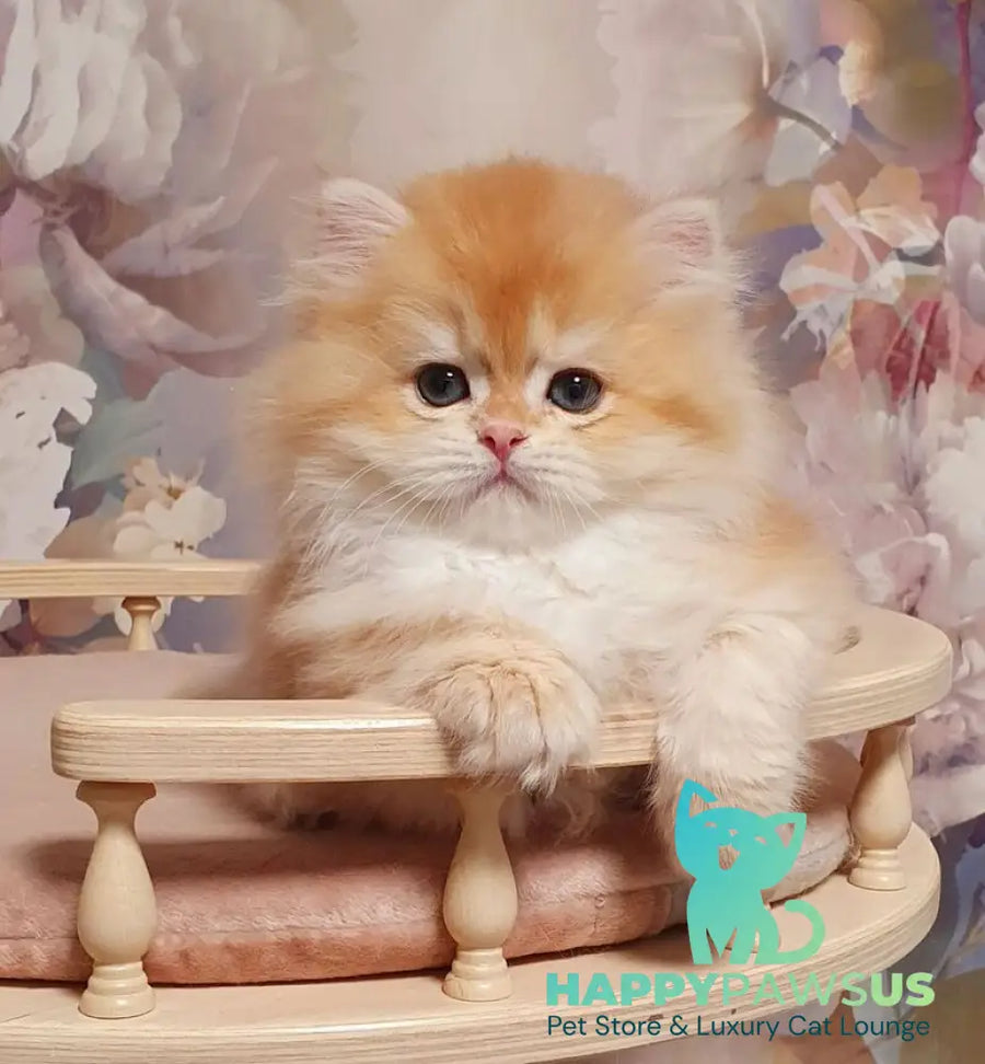 Umka British Longhair male chocolate golden chinchilla - live animals