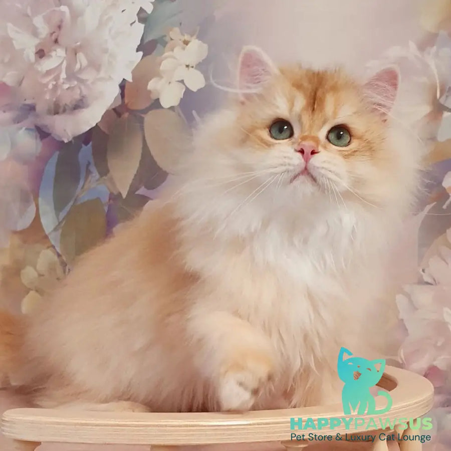 Umka British Longhair male chocolate golden chinchilla - live animals