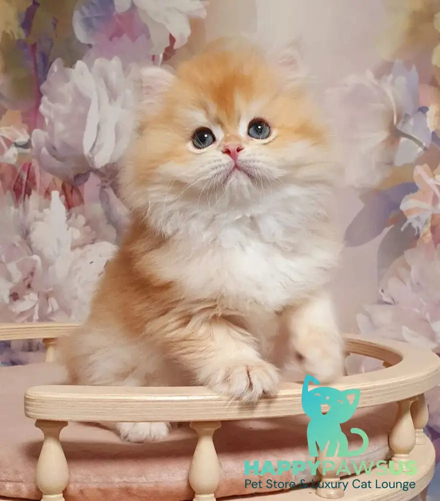 Umka British Longhair male chocolate golden chinchilla - live animals
