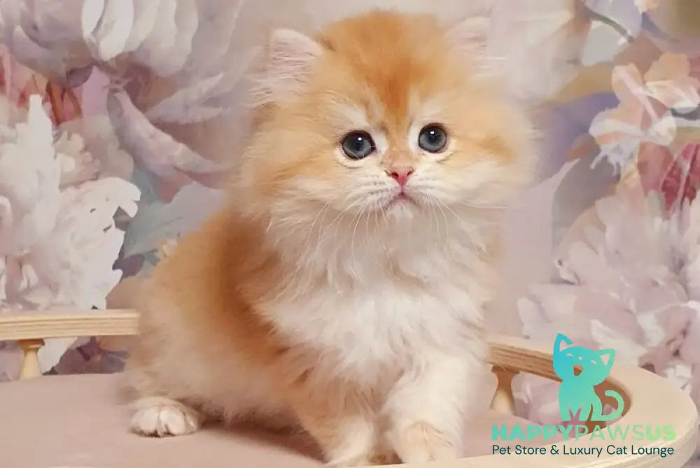 Umka British Longhair male chocolate golden chinchilla - live animals