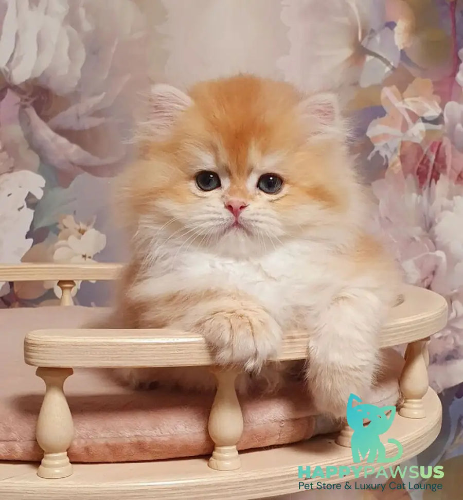 Umka British Longhair male chocolate golden chinchilla - live animals