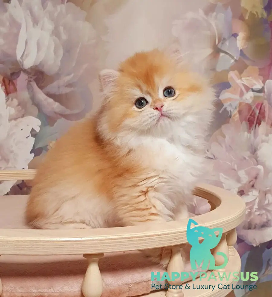 Umka British Longhair male chocolate golden chinchilla - live animals