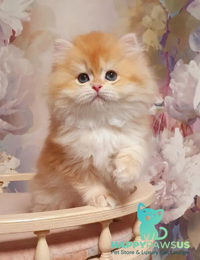 Umka British Longhair male chocolate golden chinchilla - live animals