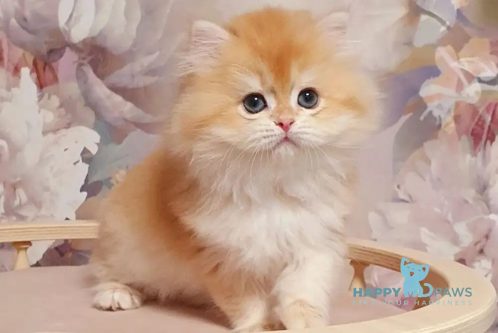 Umka British Longhair male chocolate golden chinchilla - live animals