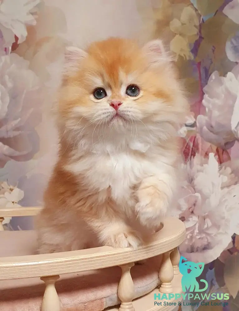 Umka British Longhair male chocolate golden chinchilla - live animals