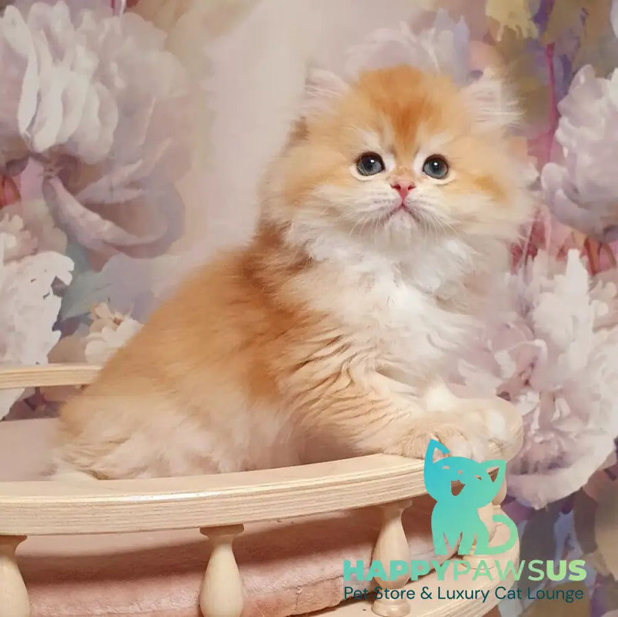 Umka British Longhair male chocolate golden chinchilla - live animals