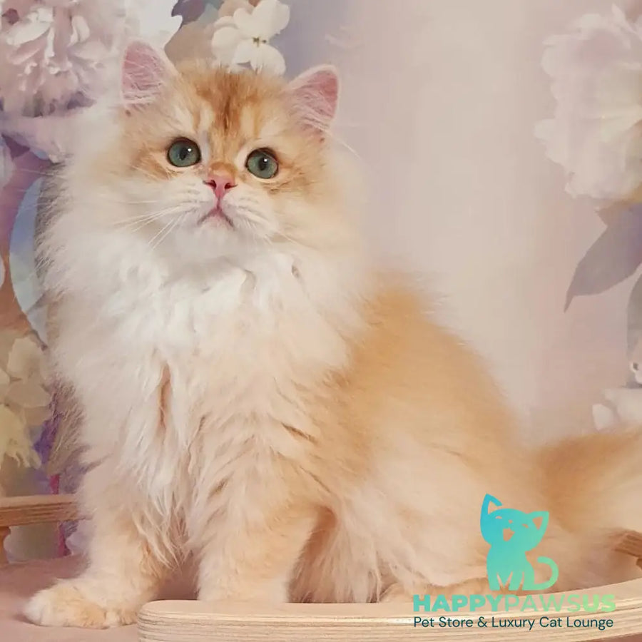 Umka British Longhair male chocolate golden chinchilla - live animals