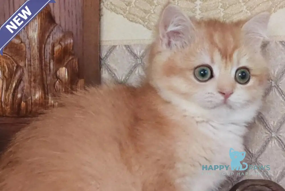 Umka British Shorthair male black golden chinchilla live animals