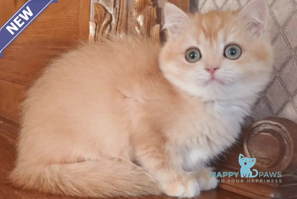 Umka British Shorthair male black golden chinchilla live animals