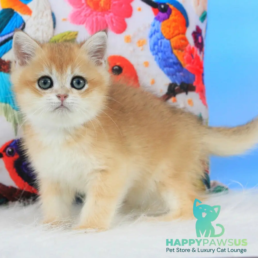 Umka British Shorthair male black golden shaded - live animals