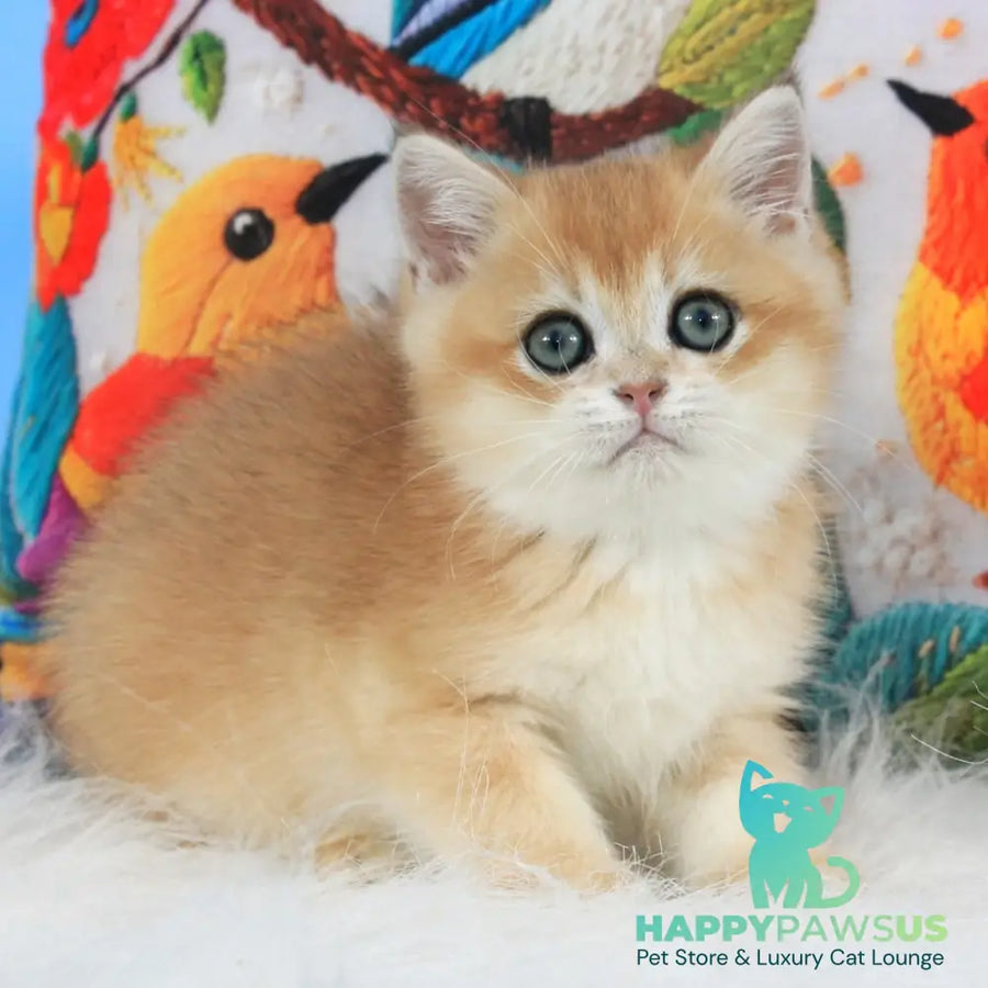 Umka British Shorthair male black golden shaded - live animals