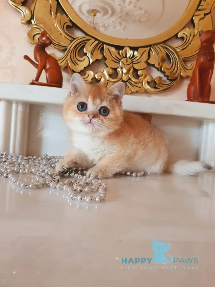 Umka British Shorthair male black golden shaded live animals