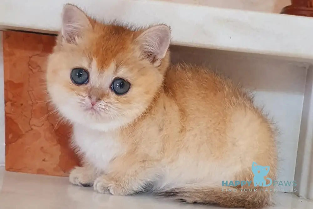 Umka British Shorthair male black golden shaded live animals