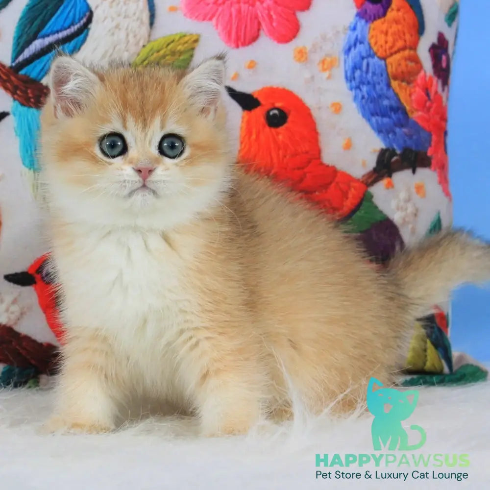 Umka British Shorthair male black golden shaded - live animals