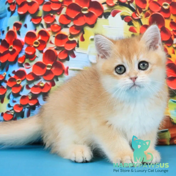 Umka British Shorthair male black golden shaded - live animals