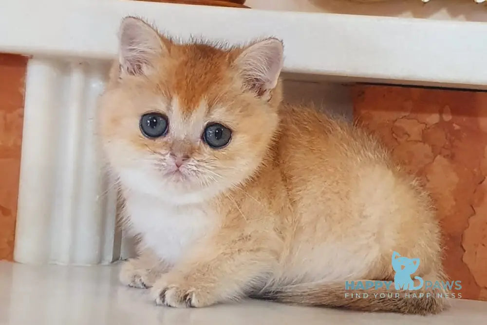 Umka British Shorthair male black golden shaded live animals
