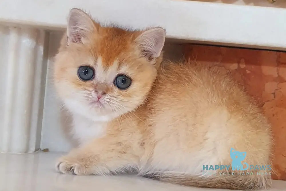 Umka British Shorthair male black golden shaded live animals