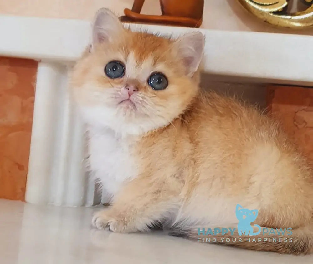 Umka British Shorthair male black golden shaded live animals