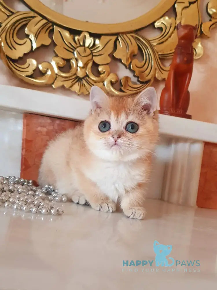 Umka British Shorthair male black golden shaded live animals