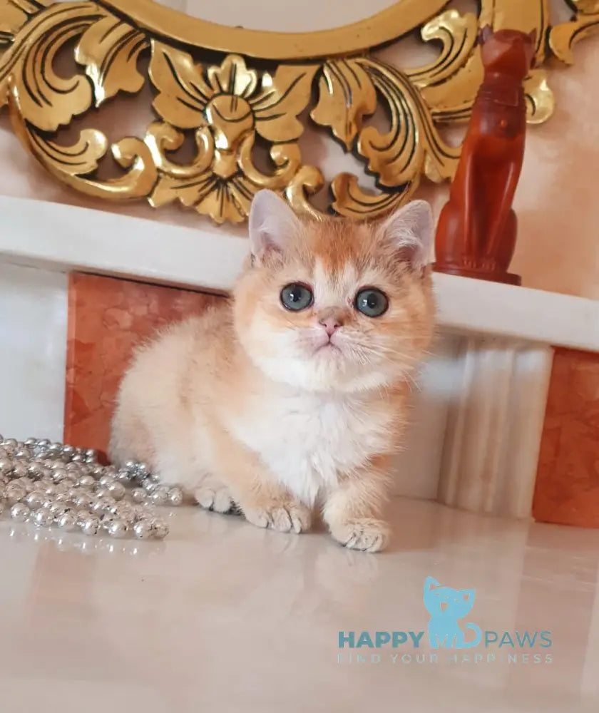 Umka British Shorthair male black golden shaded live animals