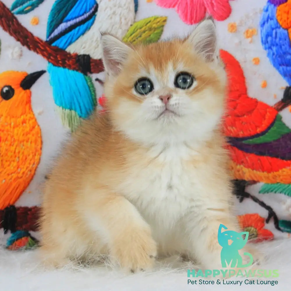 Umka British Shorthair male black golden shaded - live animals