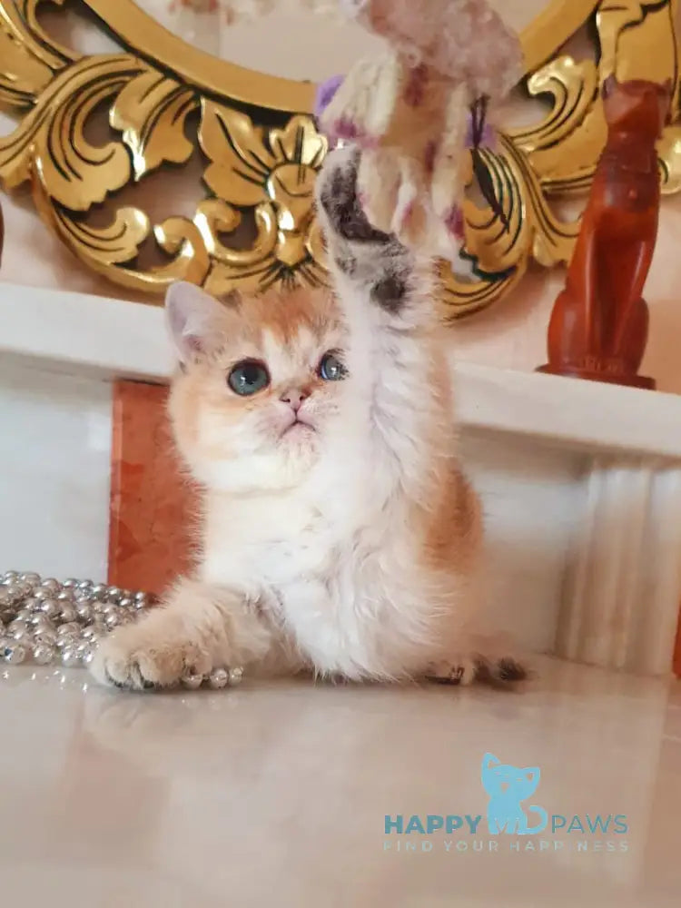 Umka British Shorthair male black golden shaded live animals