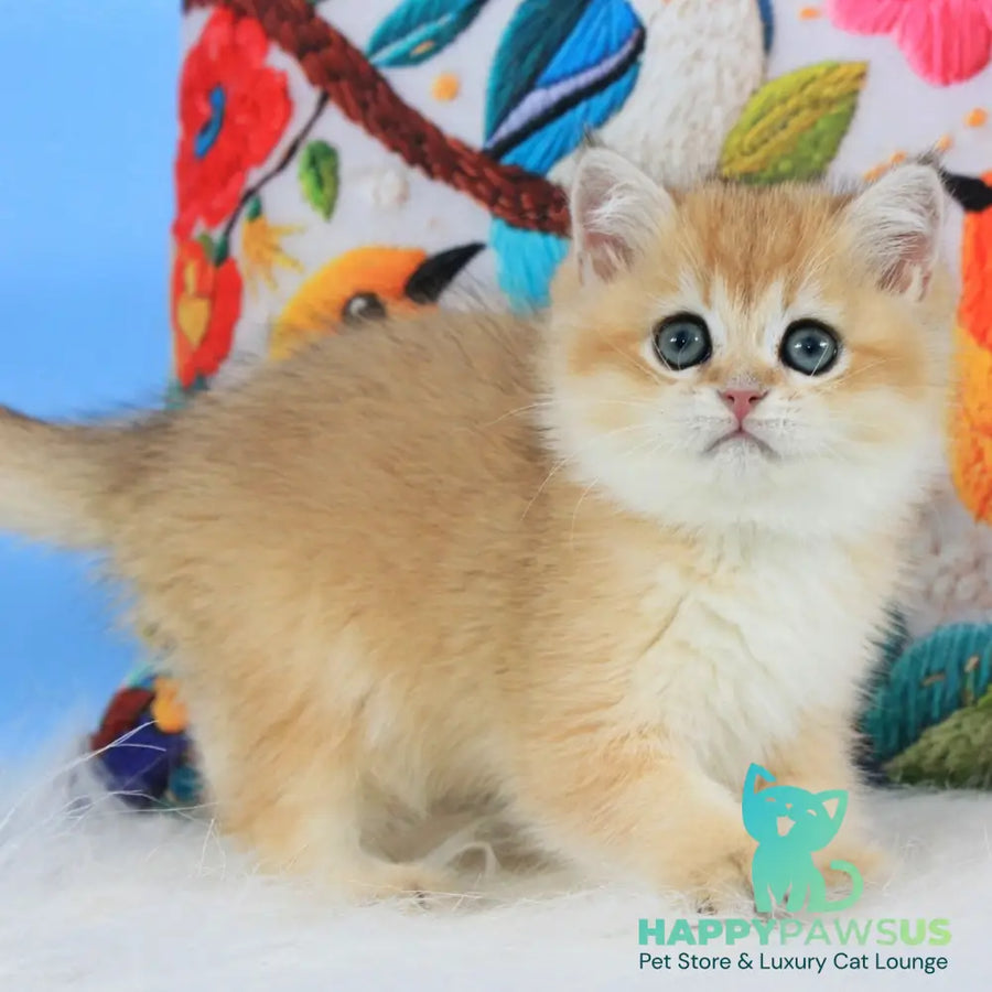 Umka British Shorthair male black golden shaded - live animals