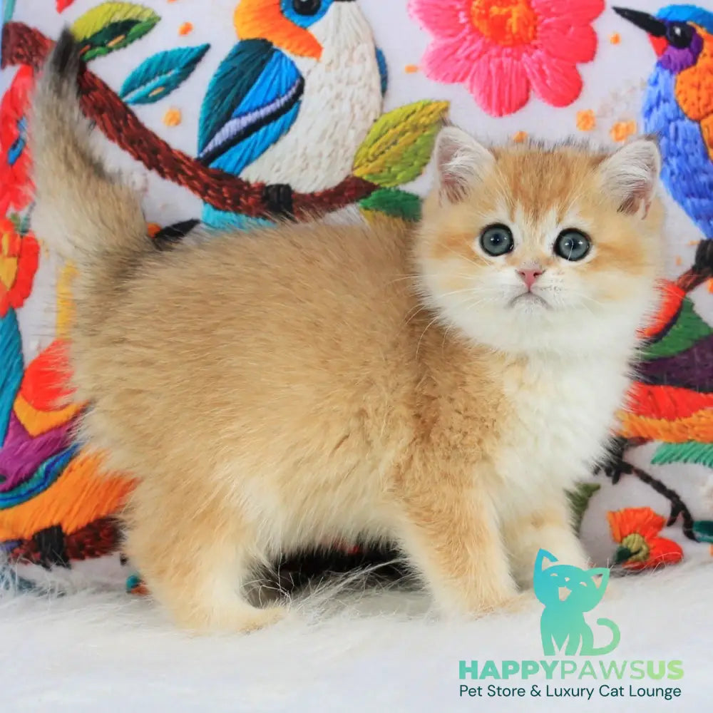 Umka British Shorthair male black golden shaded - live animals