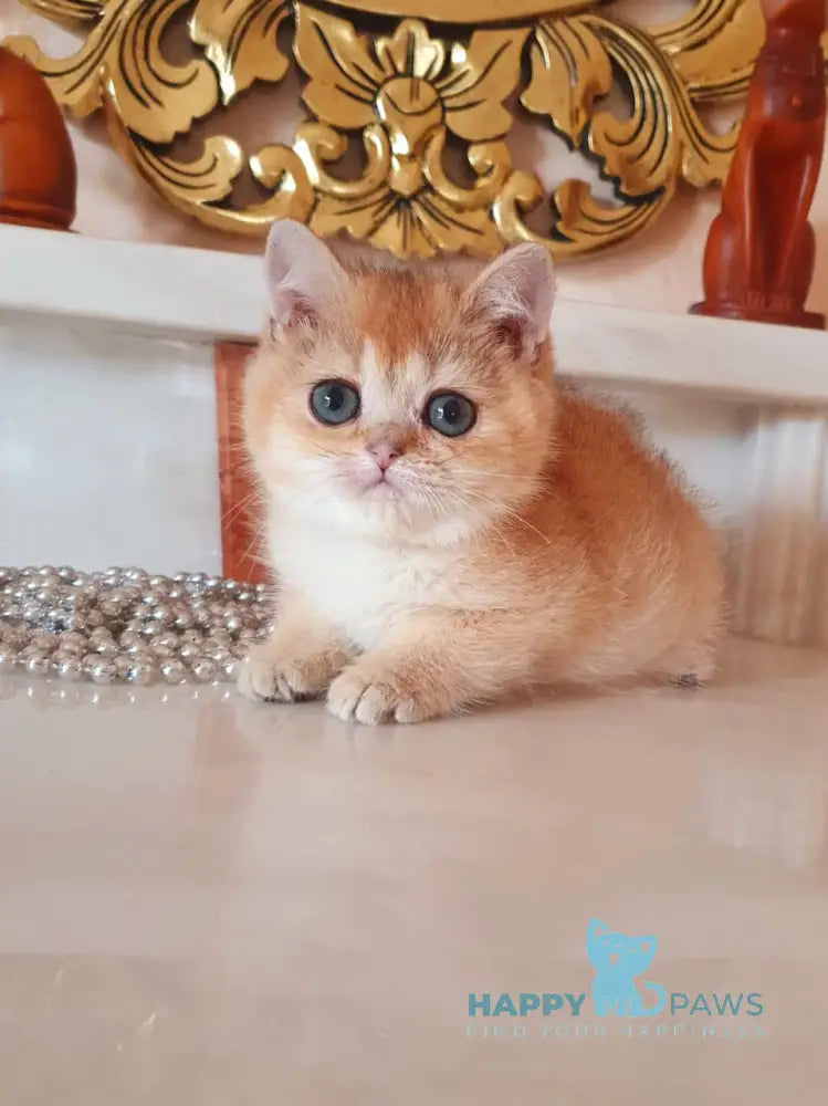 Umka British Shorthair male black golden shaded live animals