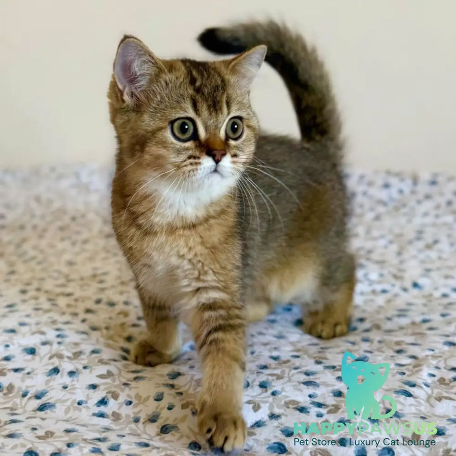 Umka British Shorthair male black golden ticked tabby - live animals