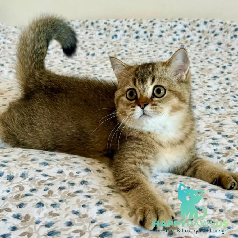 Umka British Shorthair male black golden ticked tabby - live animals
