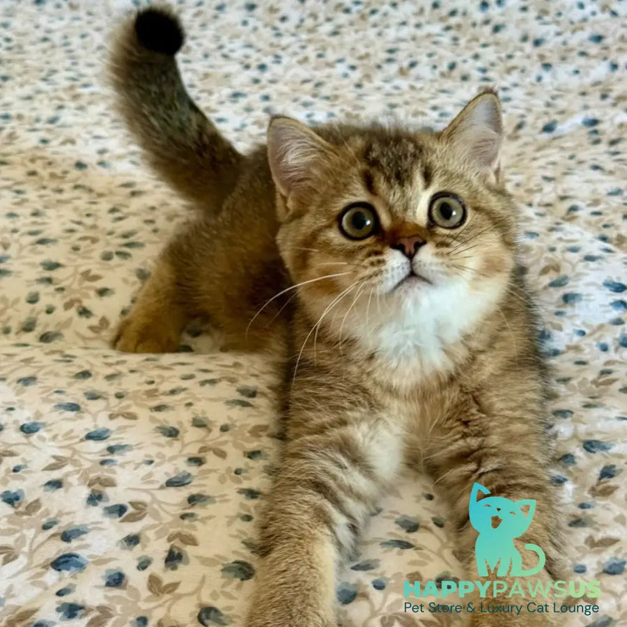Umka British Shorthair male black golden ticked tabby - live animals