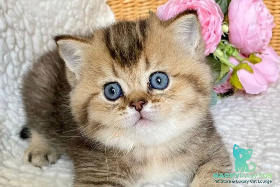 Unka British Shorthair male black golden ticked tabby - live animals