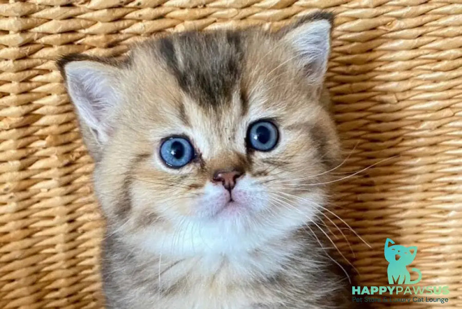 Unka British Shorthair male black golden ticked tabby - live animals