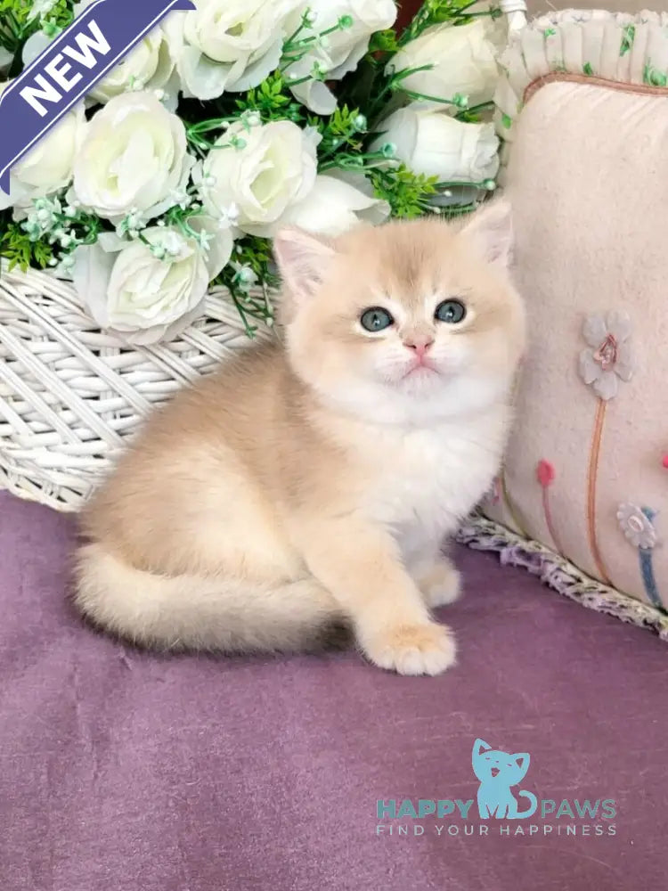 Umka British Shorthair male blue golden chinchilla live animals