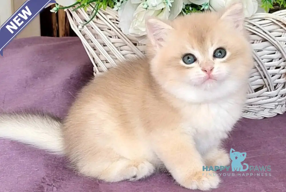 Umka British Shorthair male blue golden chinchilla live animals